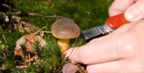 collecting mushrooms